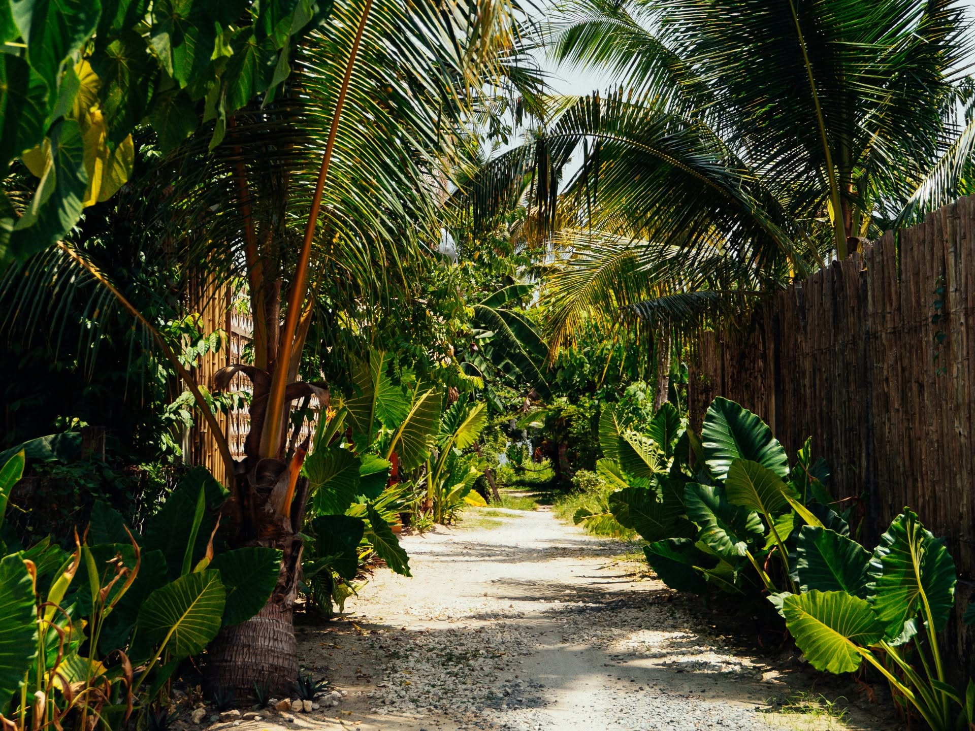 Jungle garden path